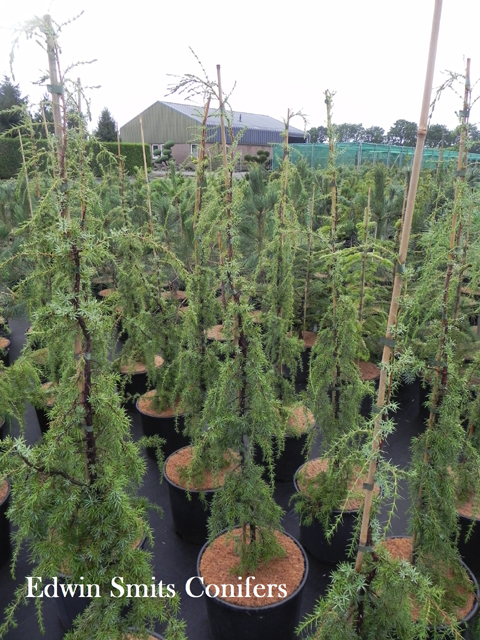 Juniperus communis 'Brobecks Cord'